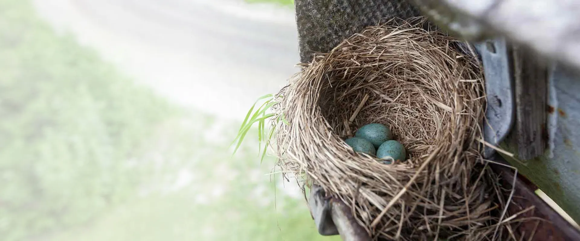 Professional bird nest removal from chimneys in Cork, Ireland